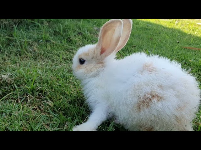 Secret formula of MY RABBIT SOO Cute She Play With Camera To Take Her Lovely