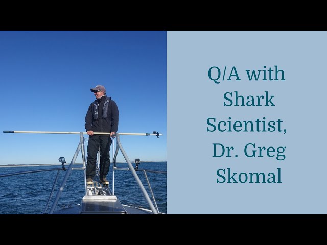 Q/A With Shark Scientist, Dr. Greg Skomal