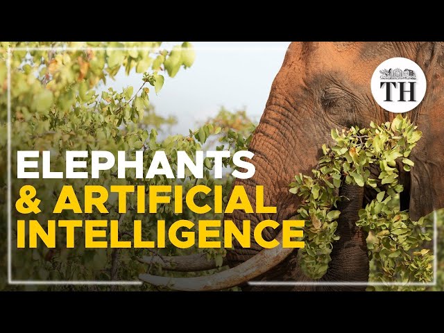 Using Artificial Intelligence to survey African elephants