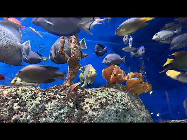 Chuck's Big Adventure in Charleston: South Carolina Aquarium