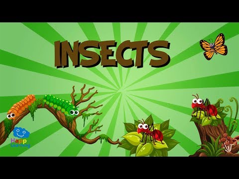 Insects | Educational Videos for Kids