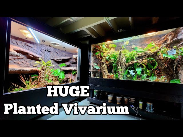 DIY HUGE Reptile Enclosure Bioactive Planted Vivarium | Part 5 |