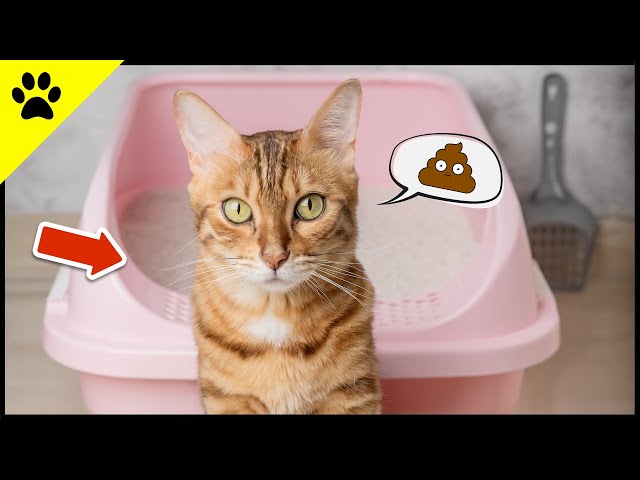Jeder zweite Katzenhalter macht DIESE Fehler bei der Katzentoilette! 🔥