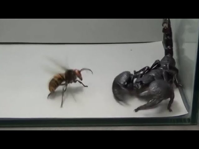 Giant Hornet vs Scorpion, Tarantula and Praying mantis