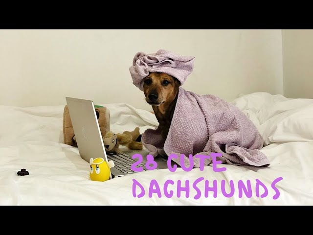 28 Cute and Funny Dachshund Videos Instagram | Adorable Sausage Dogs Try Not To Laugh Compilation
