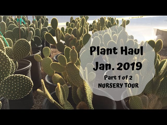 First plant haul for 2019 - Nursery Cacti Tour (Part 1 of 2)