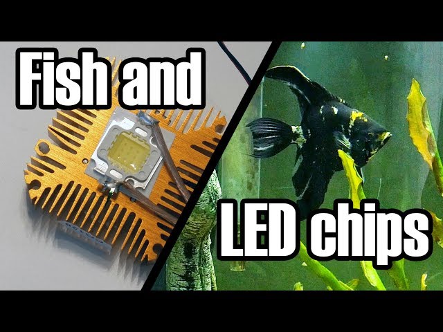 A Short Project Involving LEDs, a Fish Tank, and some Laziness