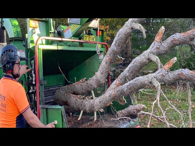 Dangerous Big Wood Shredder Drum Chipping Machines, Fastest Whole Tree Chipper Crusher Equipment