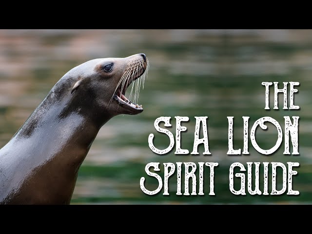 Sea Lion Spirit Guide - Ask the Spirit Guides Oracle - Totem Animal, Power Animal - Magical Crafting