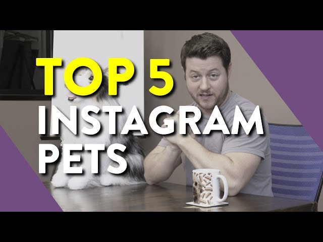 Around the Watering Bowl - Top 5 Instagram Pets