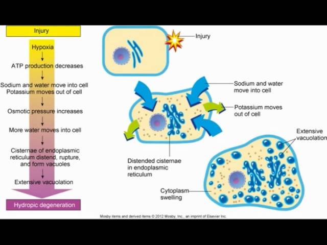 Altered Cellular Biology