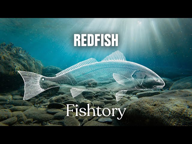 Catching Redfish: Everything You Need To Know | Fishtory