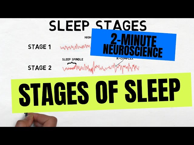 2-Minute Neuroscience: Stages of Sleep