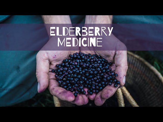 Elderberry Medicine