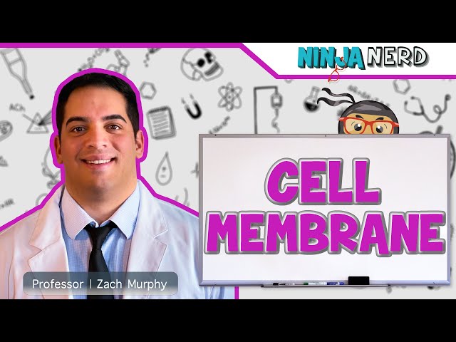 Cell Membrane Structure & Function