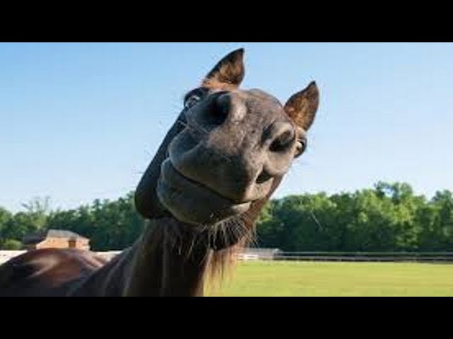 Funny Horse Video - Try Not Laugh