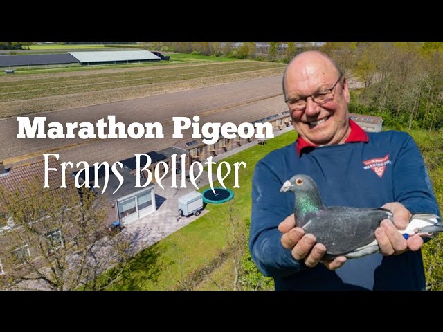 The Marathon Duiven of Frans and Jose Belleter - Olympiad Pigeon