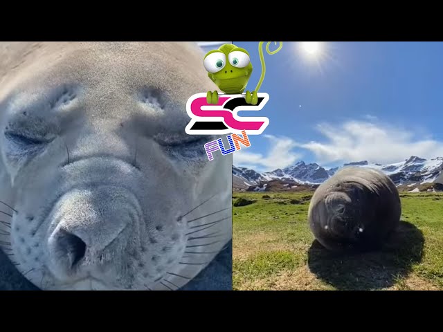 Elephant seal VERY BIG sneezes 😂