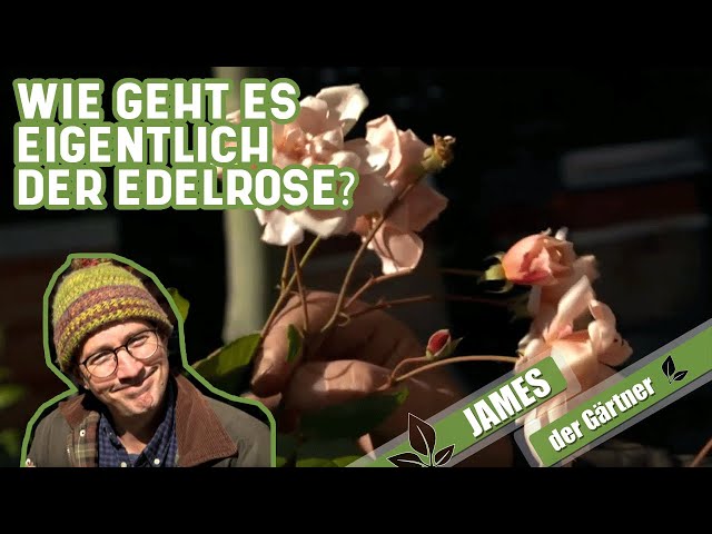 Wie geht es eigentlich der Edelrose? Rosenpflege im Herbst | James der Gärtner