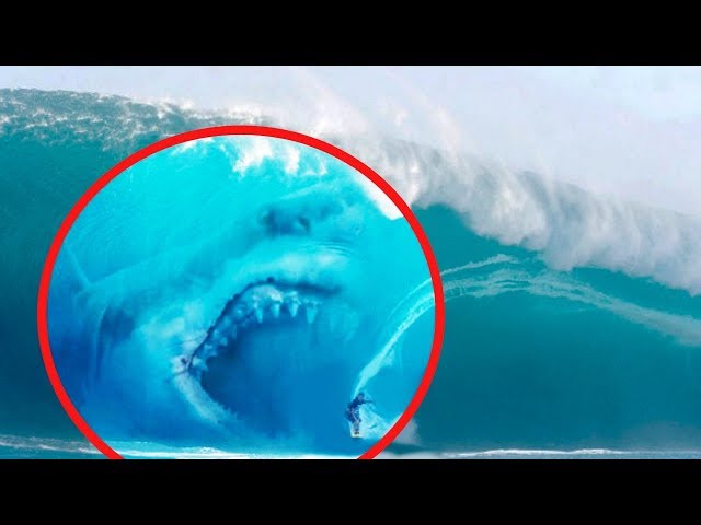 10 Megalodons Caught On Camera: Real or Fake?