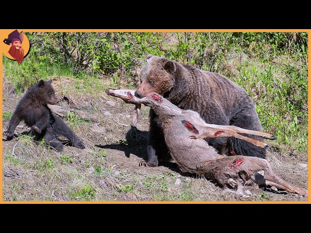 15 Brutal Moments When Bears Hunt Mercilessly