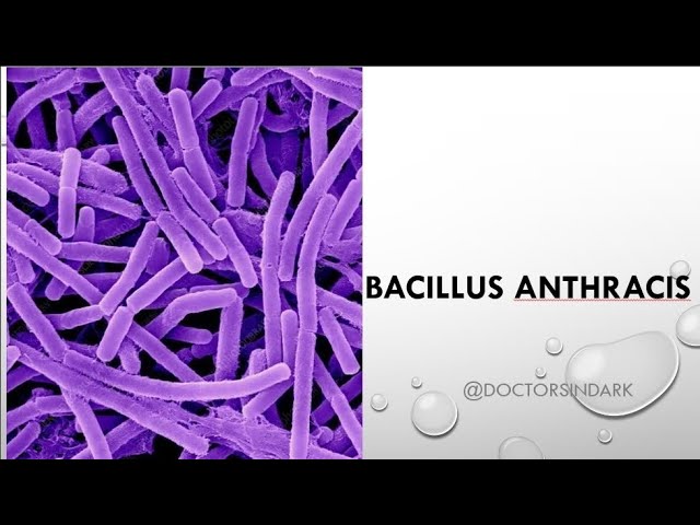 bacillus anthracis||microbiology||NEET PG||AIIMS||INICET||