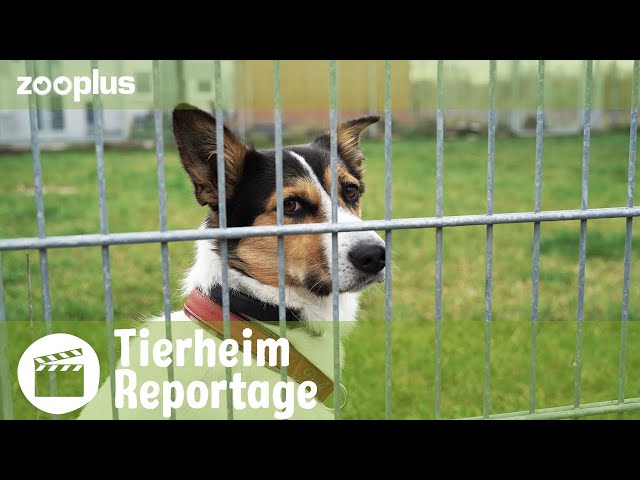Wenn Helfer Hilfe brauchen: Alltag in deutschen Tierheimen | zooplus Reportage