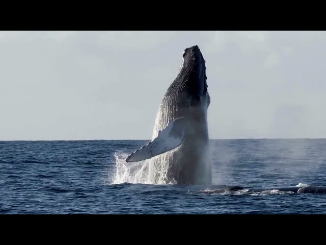 Whales from Around the World [4K/HD]