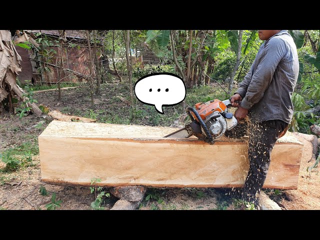 Incredible Big Mango Tree Wood Sawing Skills With Chainsaw STIHL MS 070