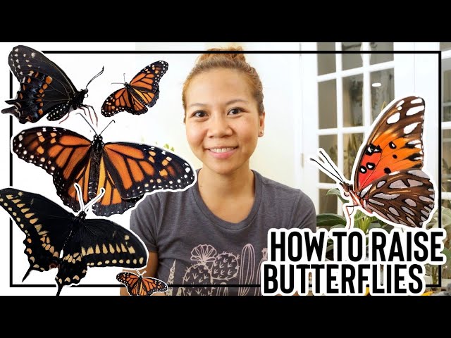 How to Raise Butterflies 🦋 || A girl with a garden