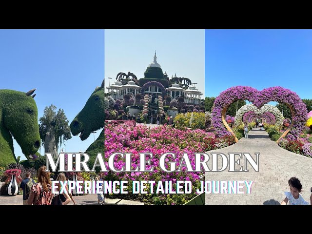 Detailed Experience of Dubai Miracle Garden #dubaimiraclegarden #dubai #travel