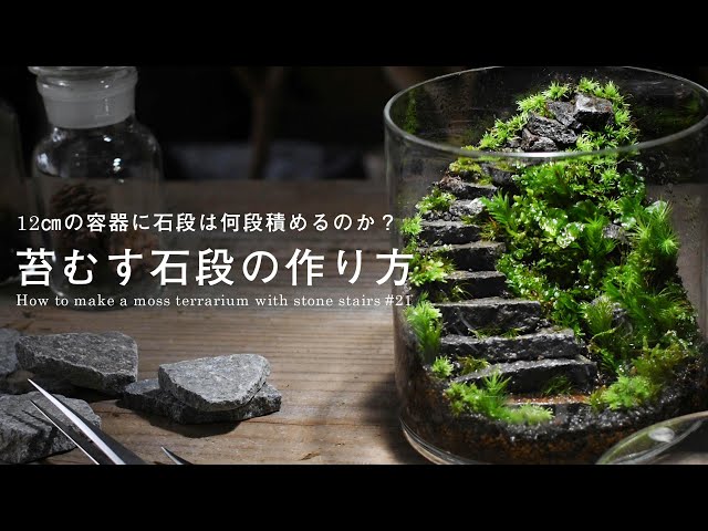 How to make a moss terrarium｜How many stone steps can be stacked in a 12 cm high container?
