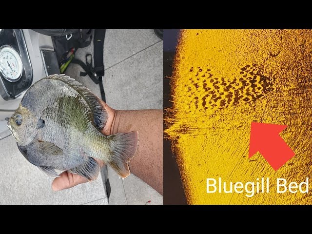 Easy Way To Find Tons Of Giant Bluegill!!!!!