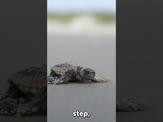 The Magical Moment: Witnessing Baby Sea Turtles' First Steps