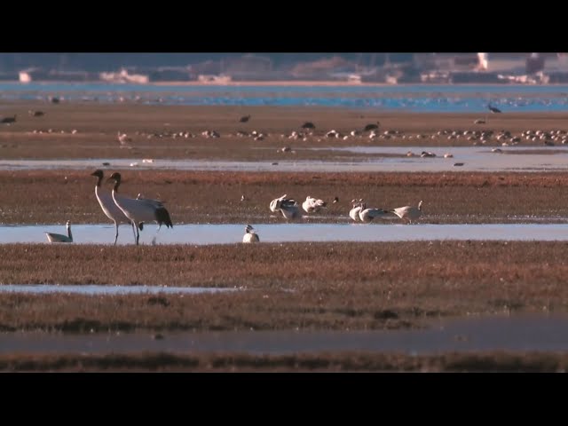 Nature Biodiversity in China  Docunemtary Full HD 1080p