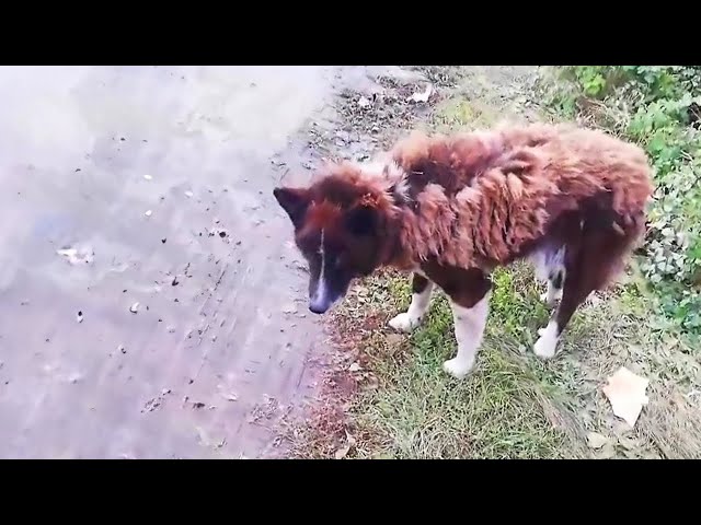 Left behind after 8 years of loyalty, she still believes her owner will return to fetch her