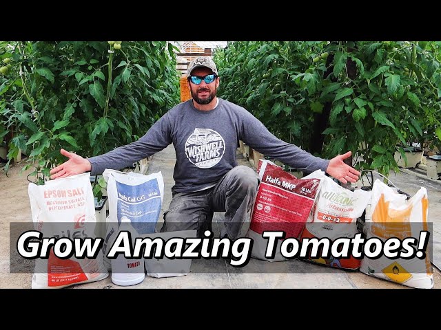 My Secret Recipe to Growing AMAZING Tomatoes! \ Hydroponic Tomato Farming
