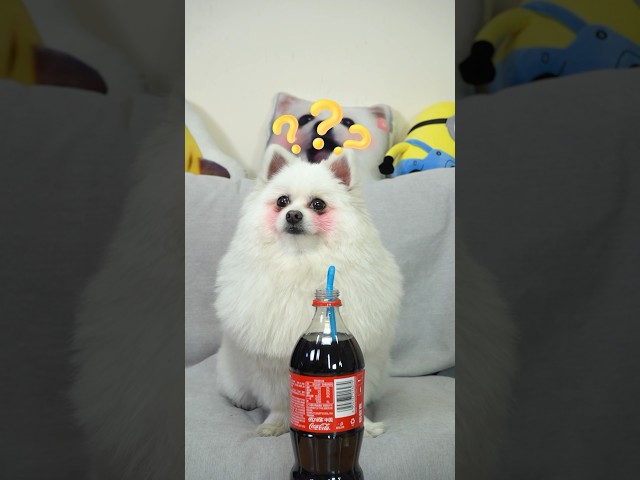 Coke+glue =magic! #dog #smartnico #nico #funny #magic