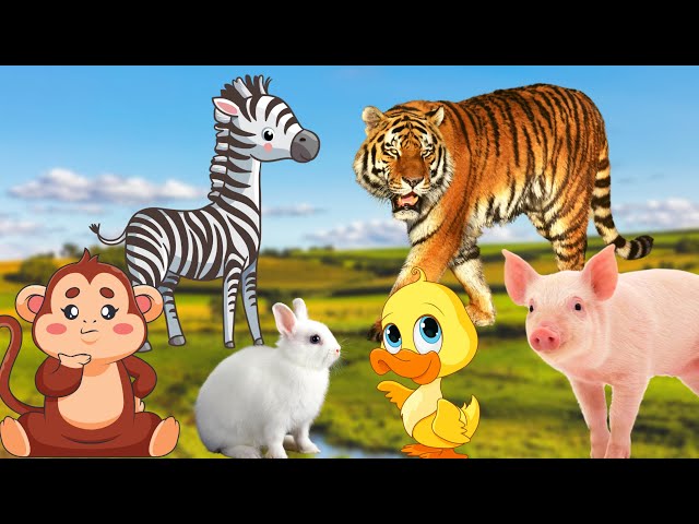 Interesting facts about animals, their names and colors - Tiger, Monkey, Horse, Cat -Animal paradise