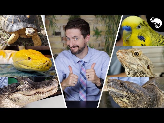 What is THE BEST pet reptile?