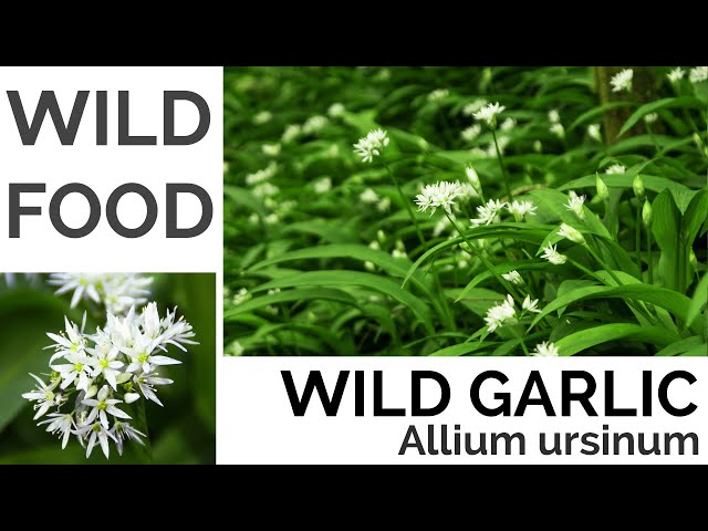 Wild Garlic Foraging - UK Foraging and Wild Food Guide