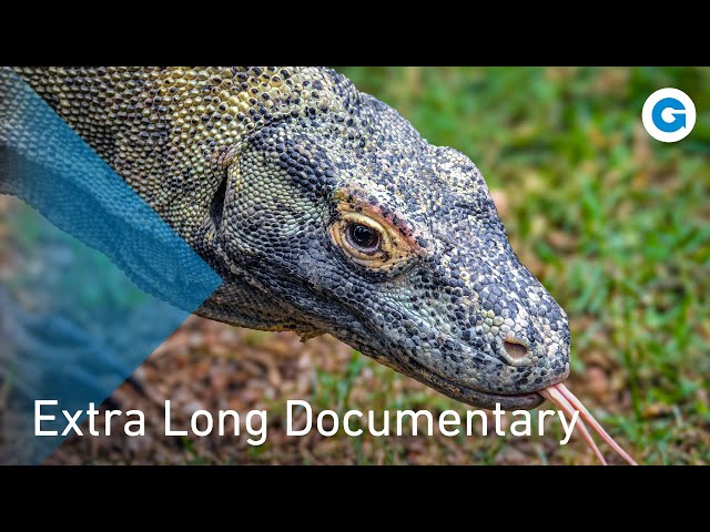 Wild Encounters: Andreas Kieling's Quest for Rare Species | Extra Long Documentary