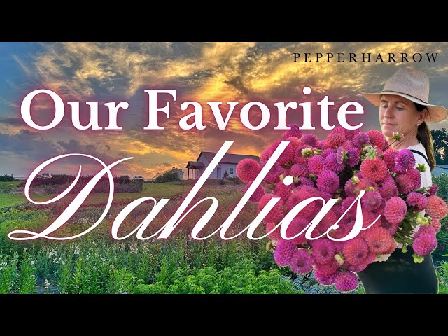 Our Favorite Dahlias | PepperHarrowFarm.com