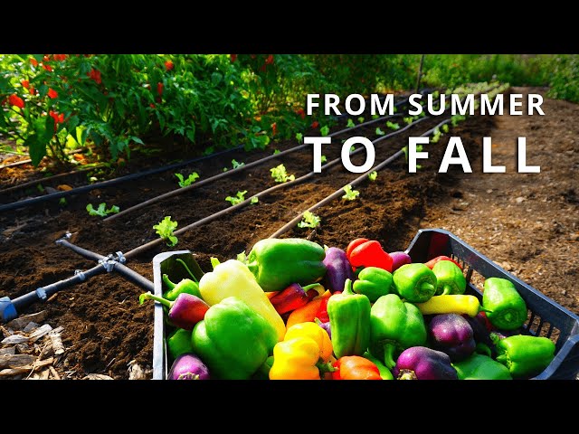 From Summer to Fall Market Gardening