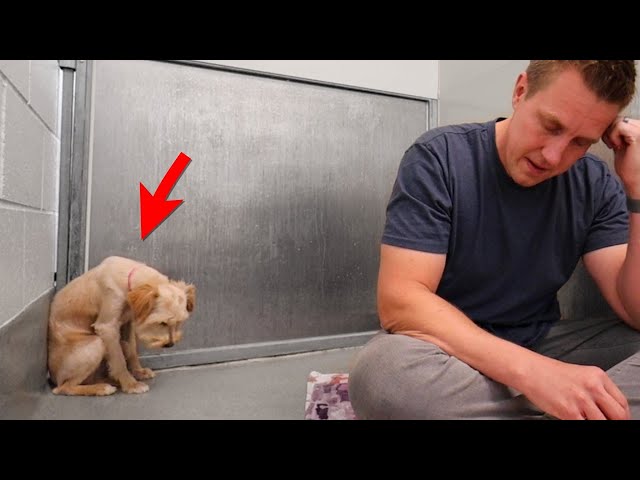 Scared Dog Completely Shut Down Until This Happens...  | Adoption Updates