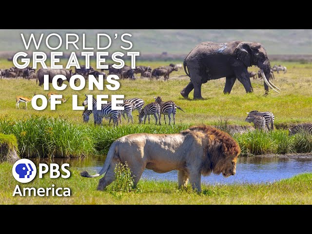 World's Greatest Icons of Life FULL EPISODE | PBS America