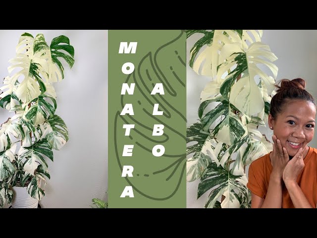 Monstera Albo 🌿 Update | A girl with a garden