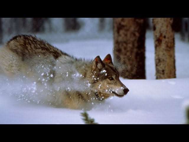 The Wolves of Yellowstone National Park | The Henry Ford’s Innovation Nation