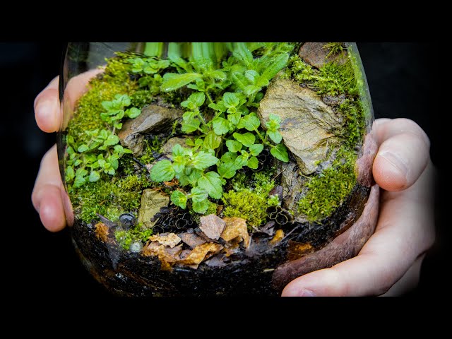 Make a Native Terrarium #withme (Satisfying & Relaxing Build)
