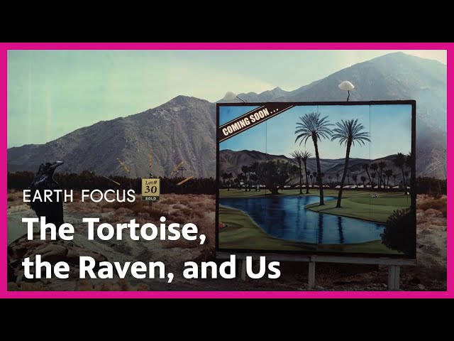 The Tortoise, the Raven, and Us | Earth Focus | Season 5, Episode 3 | PBS SoCal